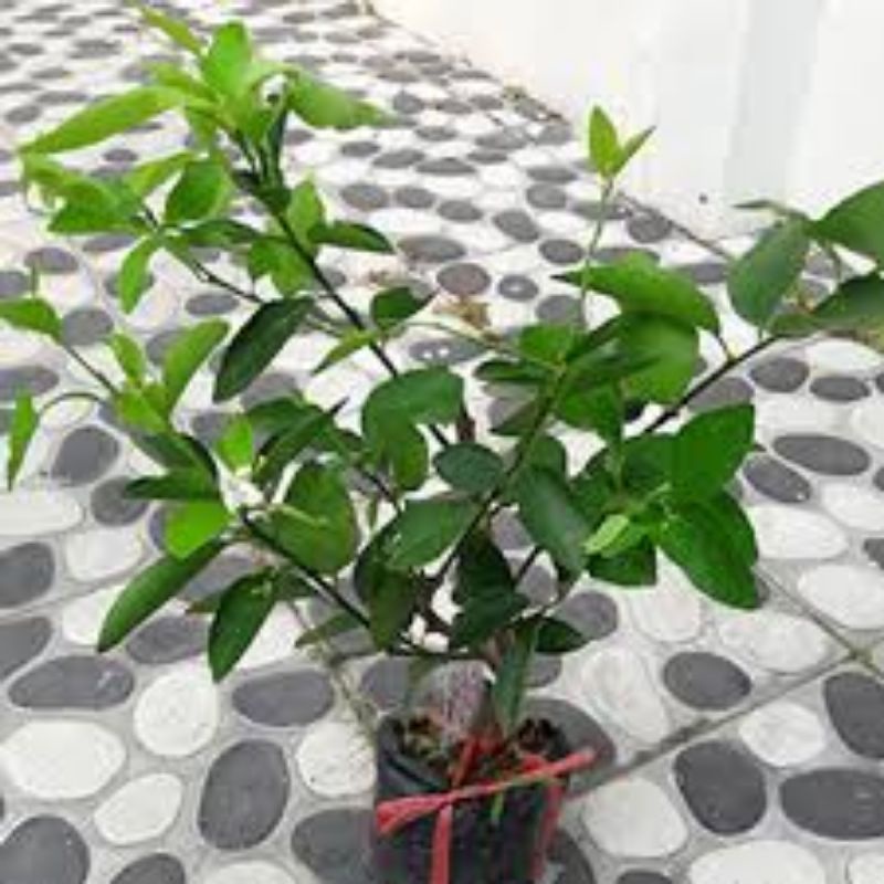 Cây giống chanh giấy không hạt