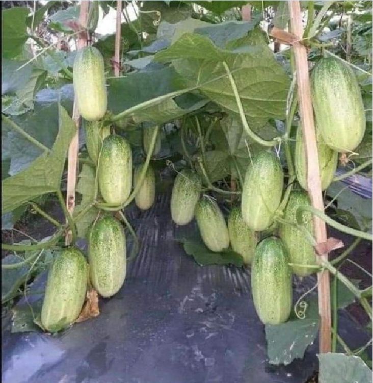 Hạt giống dưa chuột mèo - Gói 100gram