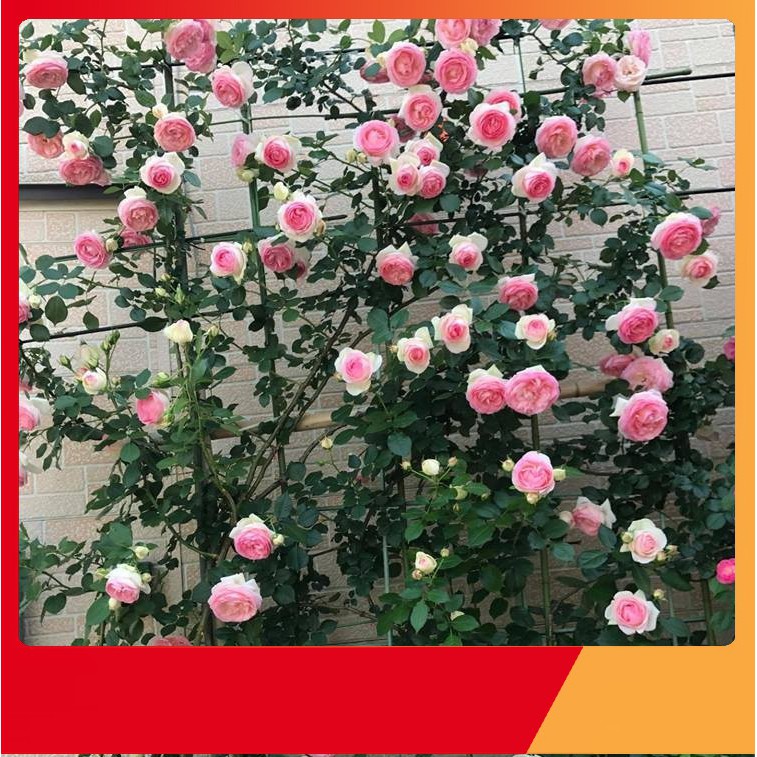 8A Hạt Giống Hoa Hồng Leo Pháp