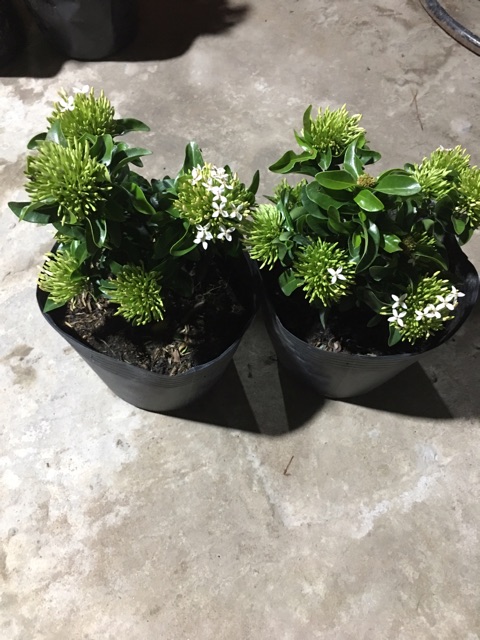 Hoa mẫu đơn màu trắng siêu hoa