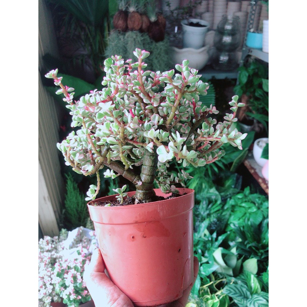 Cây ĐôLa Thân Cổ Thụ