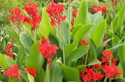 3 củ hoa chuối nước  3 màu ( vàng, hồng,đỏ)