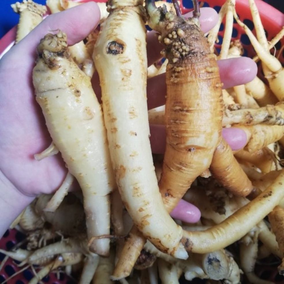 Đẳng Sâm Rừng Khô 1kg
