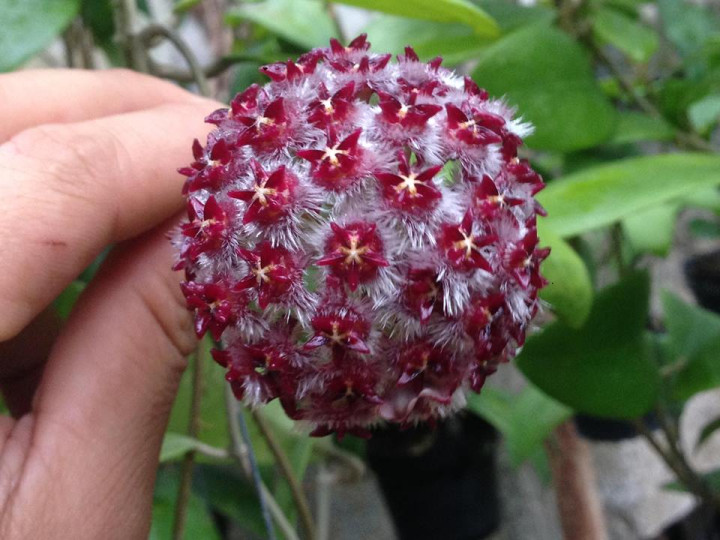 cutting 20 loại cẩm cù khác nhau