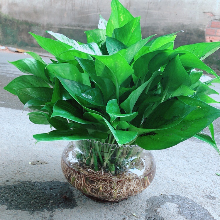 Trầu Bà Thái Thuỷ Sinh Size Đại