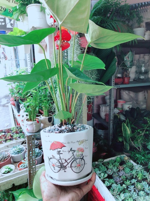 [HCM]Chậu Cây Hồng Môn