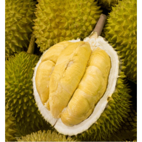 Cây giống Sầu Riêng Mussang King [GỐC SIÊU TO - GỐC GHÉP 2 NĂM].