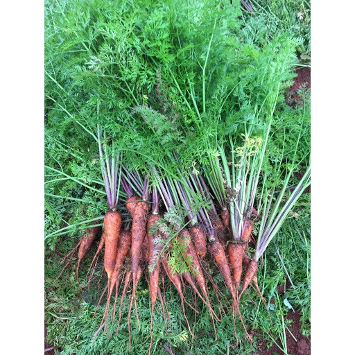 [Seeds] Hạt giống củ Cà rốt, đóng gói 5gr