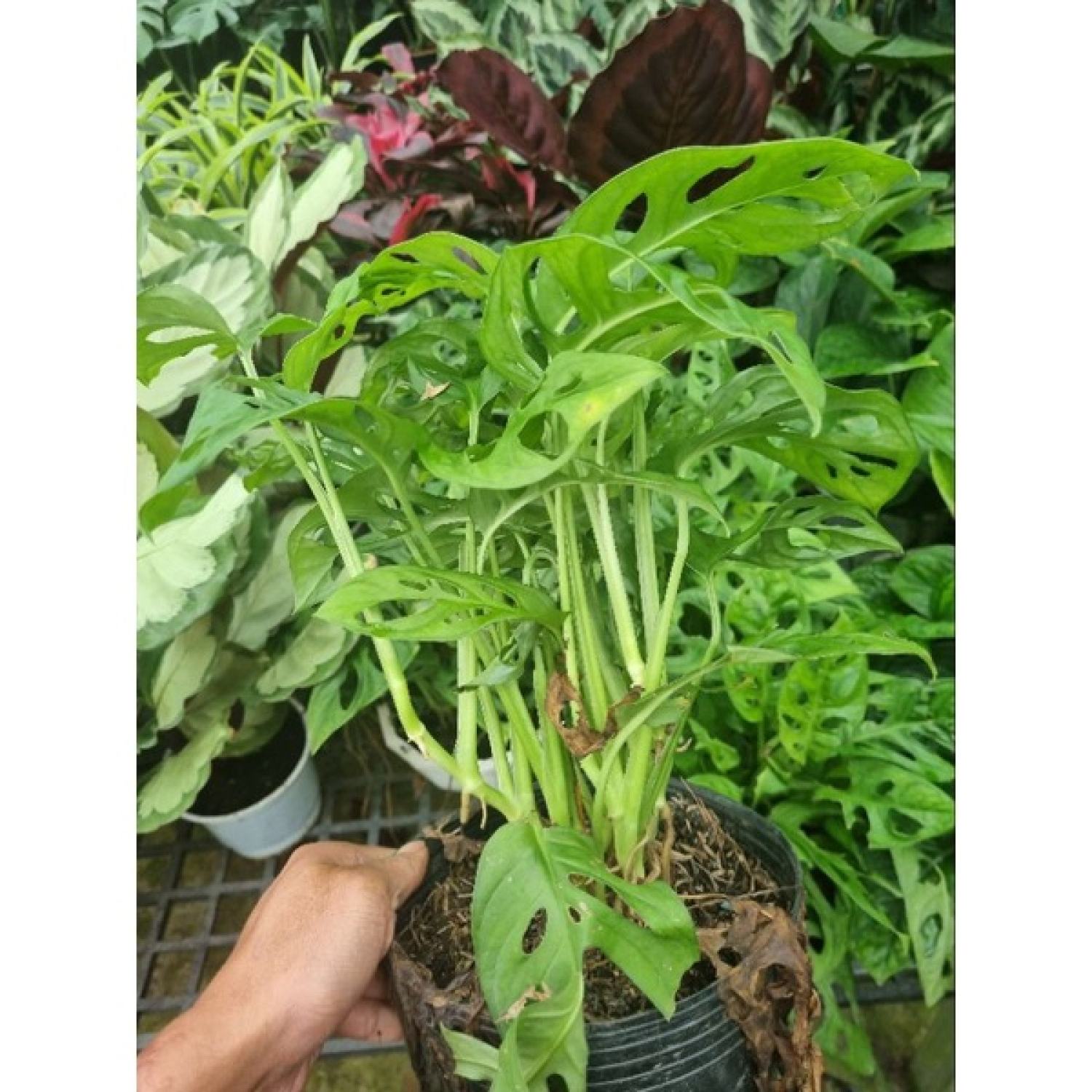 Cây trầu bà lổ