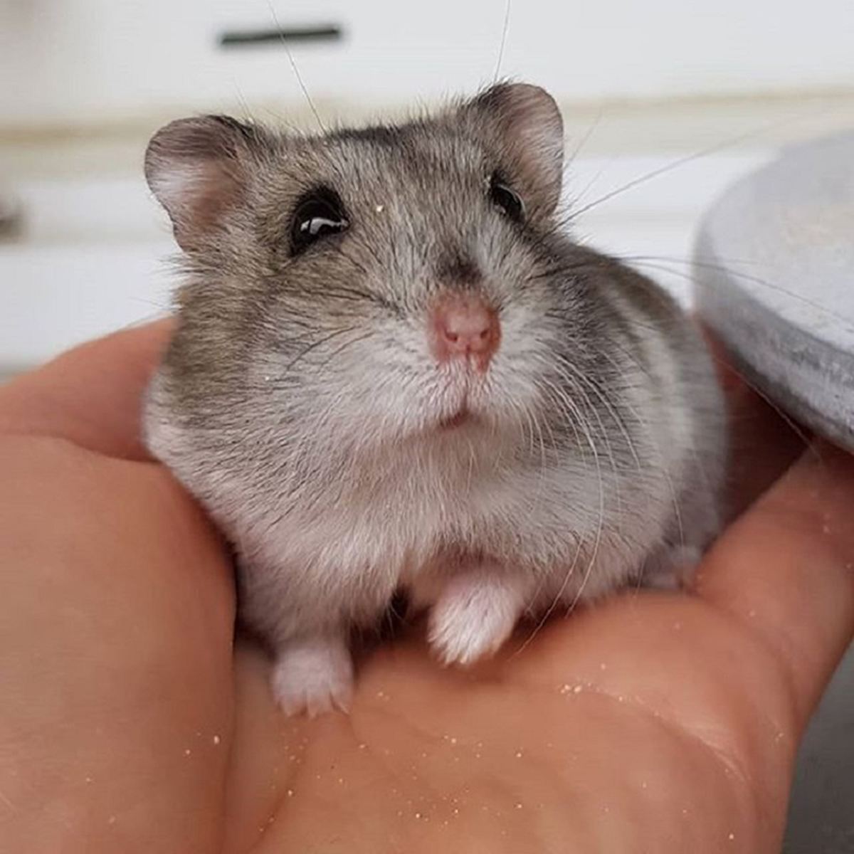 CÁT TẮM HAMSTER SIÊU THƠM