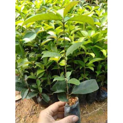 [FREESHIP - Xả Khô Máu] combo 6 cây mộc hương ta giống( gửi cây như hình 1)