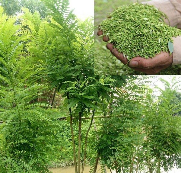 Combo 2 cây giống cây hoa hòe ,