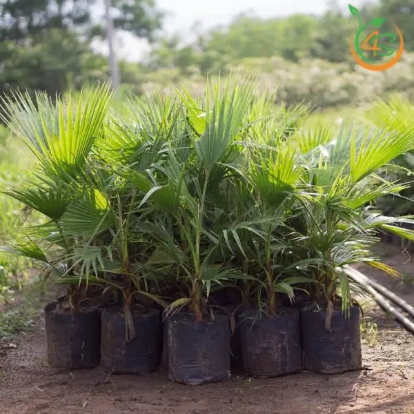 Cây giống Cọ Chỉ
