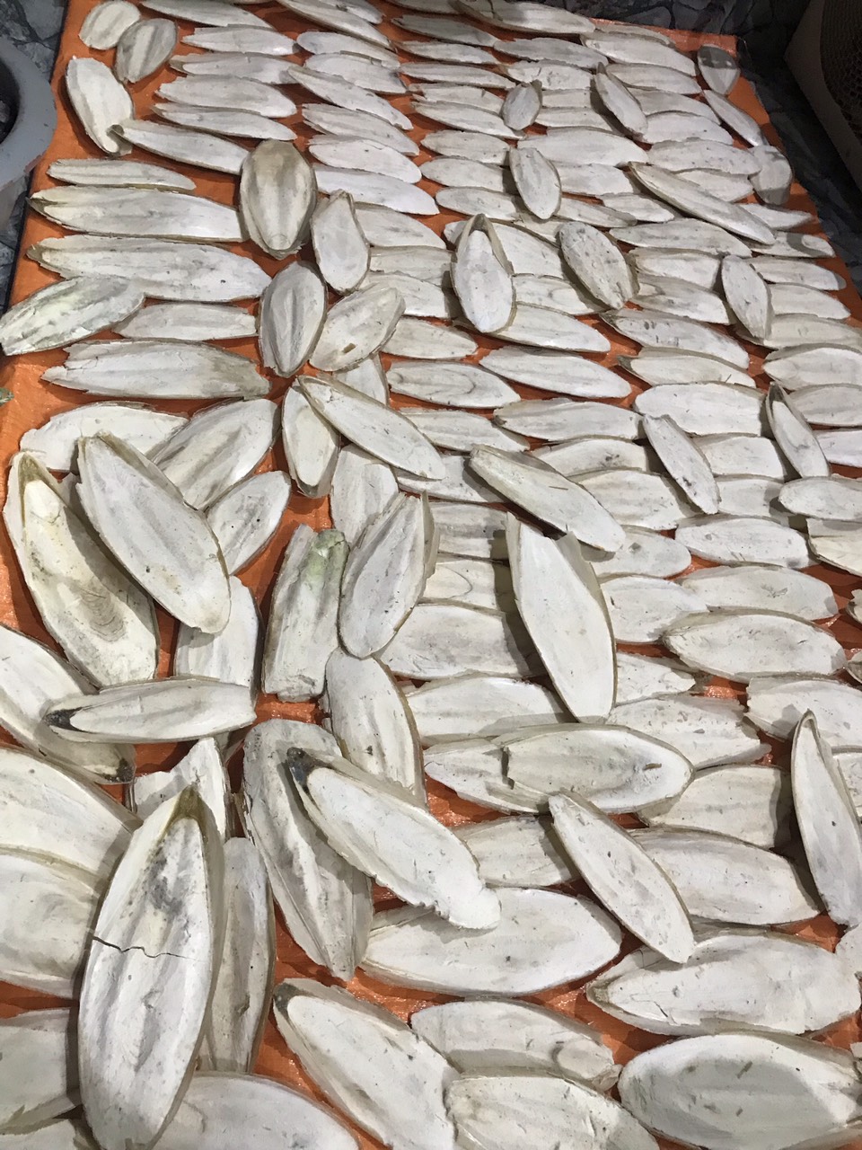 Nang mực cho chim cảnh