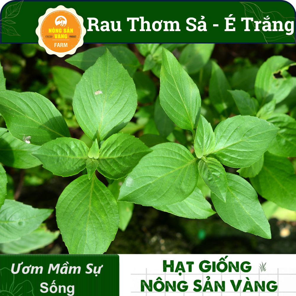 Hạt giống Rau Thơm Sả (É Trắng) Rau Thơm Đặc Biệt Của Miền Trung,  Trồng Quanh Năm (gói 5 gram)- Nông Sản Vàng