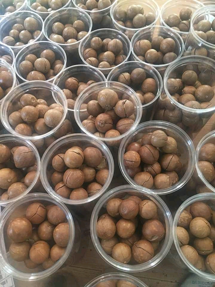 Hạt mắc ca Tây Nguyên 500gr (tặng kèm khui, đã sấy chín)