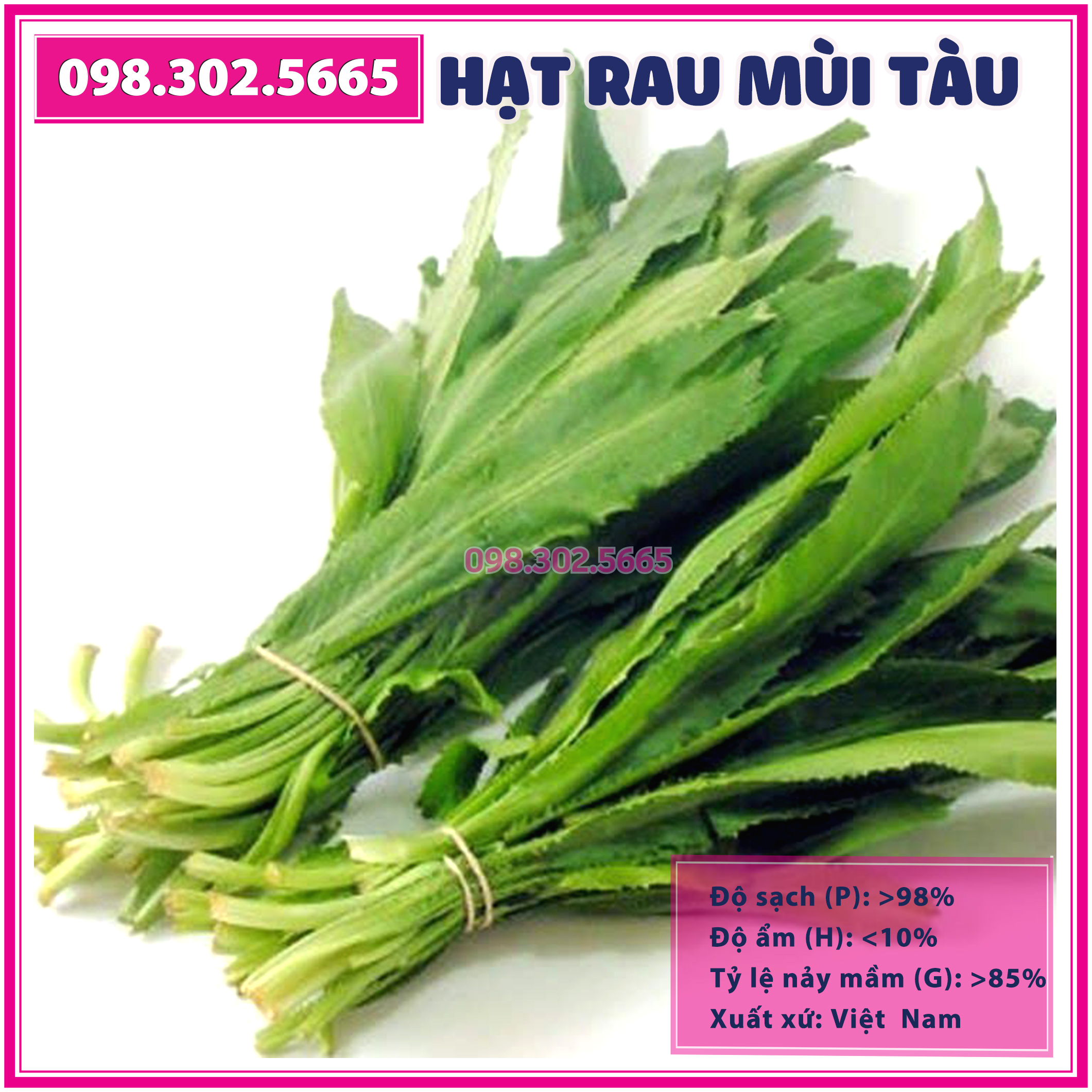 5gr Hạt giống rau ngò gai - hạt rau chất lượng tốt, năng suất cao