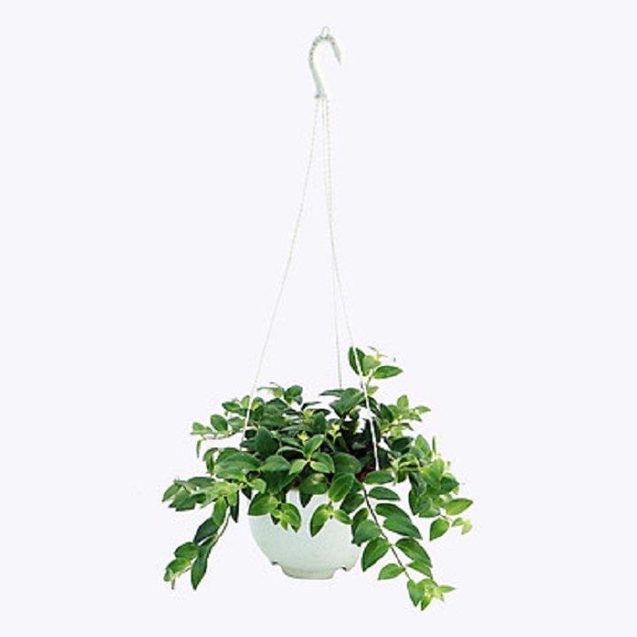 CHẬU HOA SON MÔI SIÊU ĐẸP
