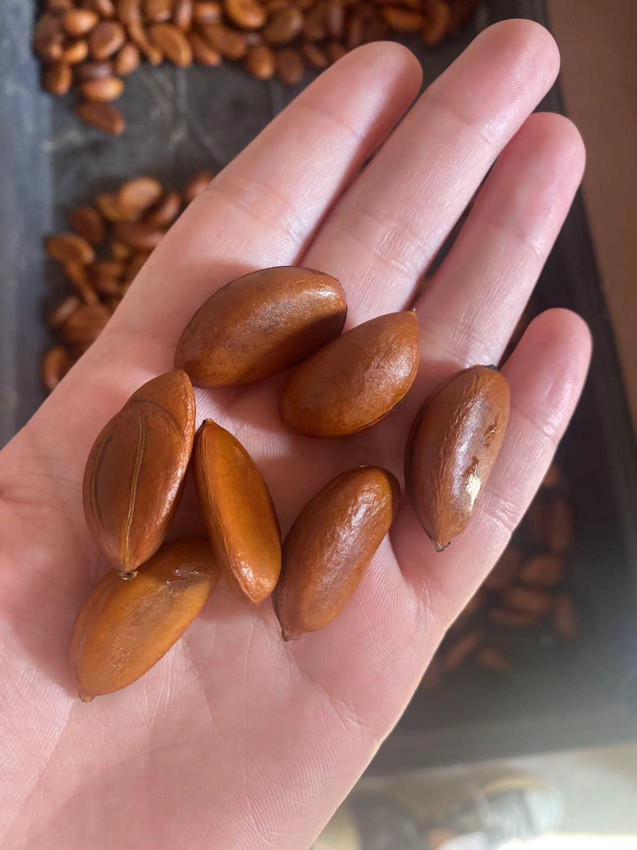 Hạt giống cây hồng socola - gói 3 hạt
