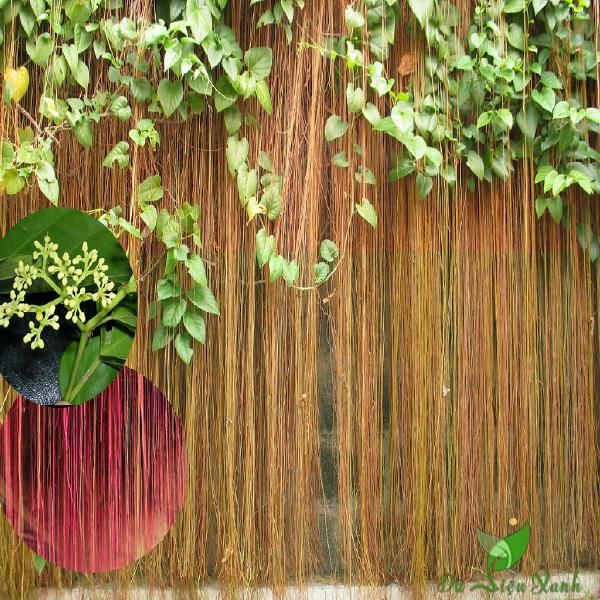 Dây Leo Liêm Hồ Đằng- bầu cây giống