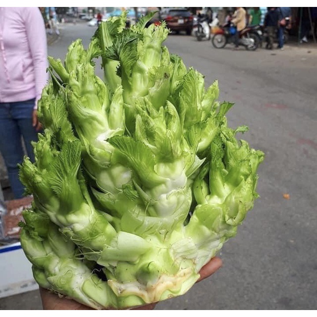200H - #Hạt_Giống_Cải_Mầm_Đá ( tặng kèm kích mầm và phân bón )