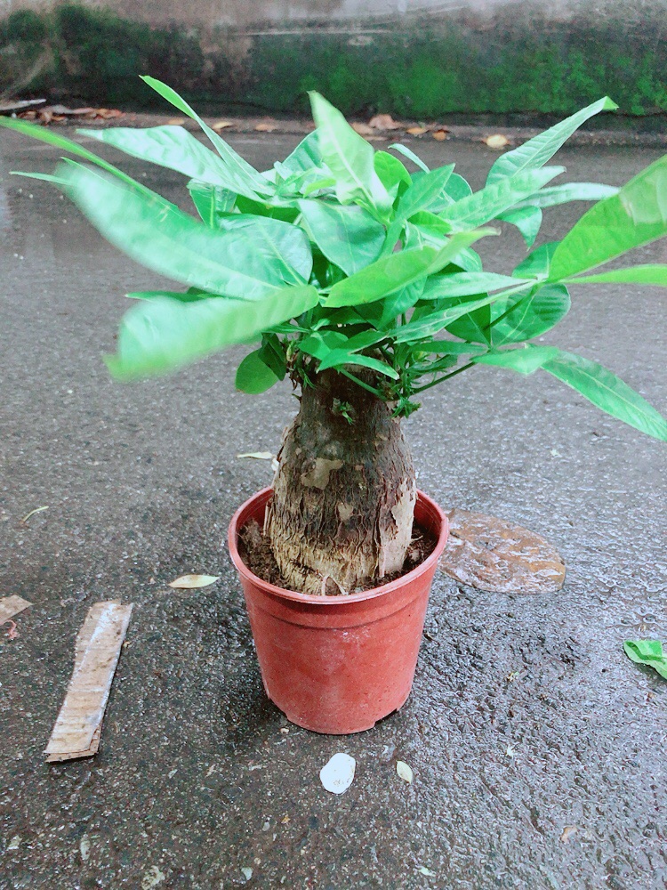 Kim Ngân 1 Thân Lớn