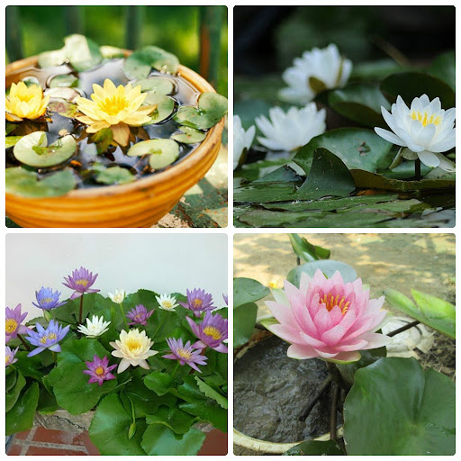 [FreeShip] Hạt Giống Hoa Súng Thái Mini Mix Màu