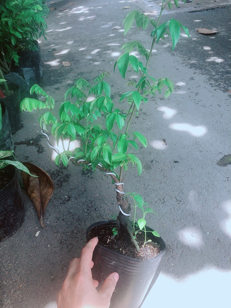 Cây Khế Bonsai