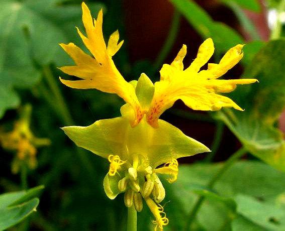Hạt giống Hoa cánh phương 4 Hat – Thân leo
