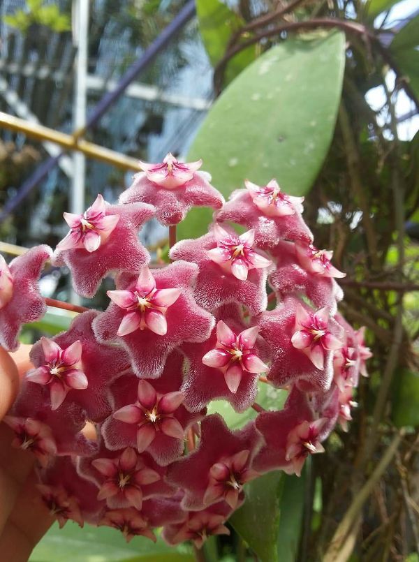 Cây giống hoa cẩm cù hoa đỏ