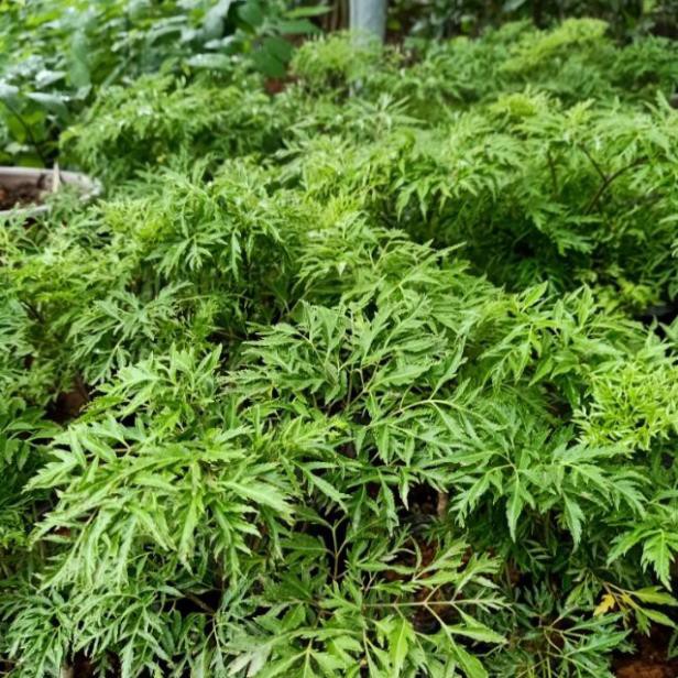 (HÀNG GIẢM GIÁ) Cây giống Đinh lăng nếp lá nhỏ mặt hoa cực đẹp, ki tách thân, chuẩn mặt hoa cam kết giống chuẩn