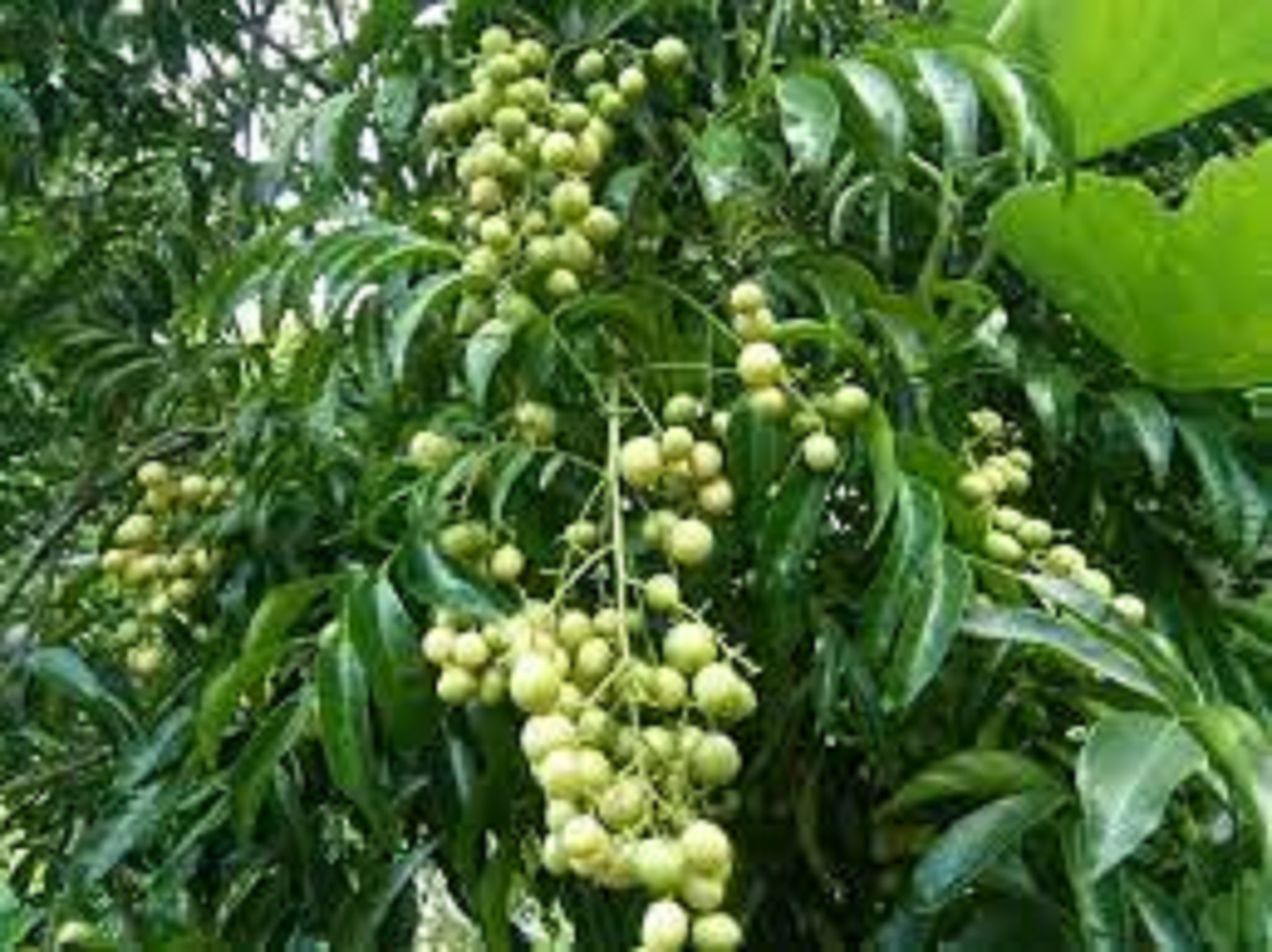 Cây Giống Mắc Mật [ MÓC MẬT ]. [ CÂY CAO 40 CM ] [GHN]