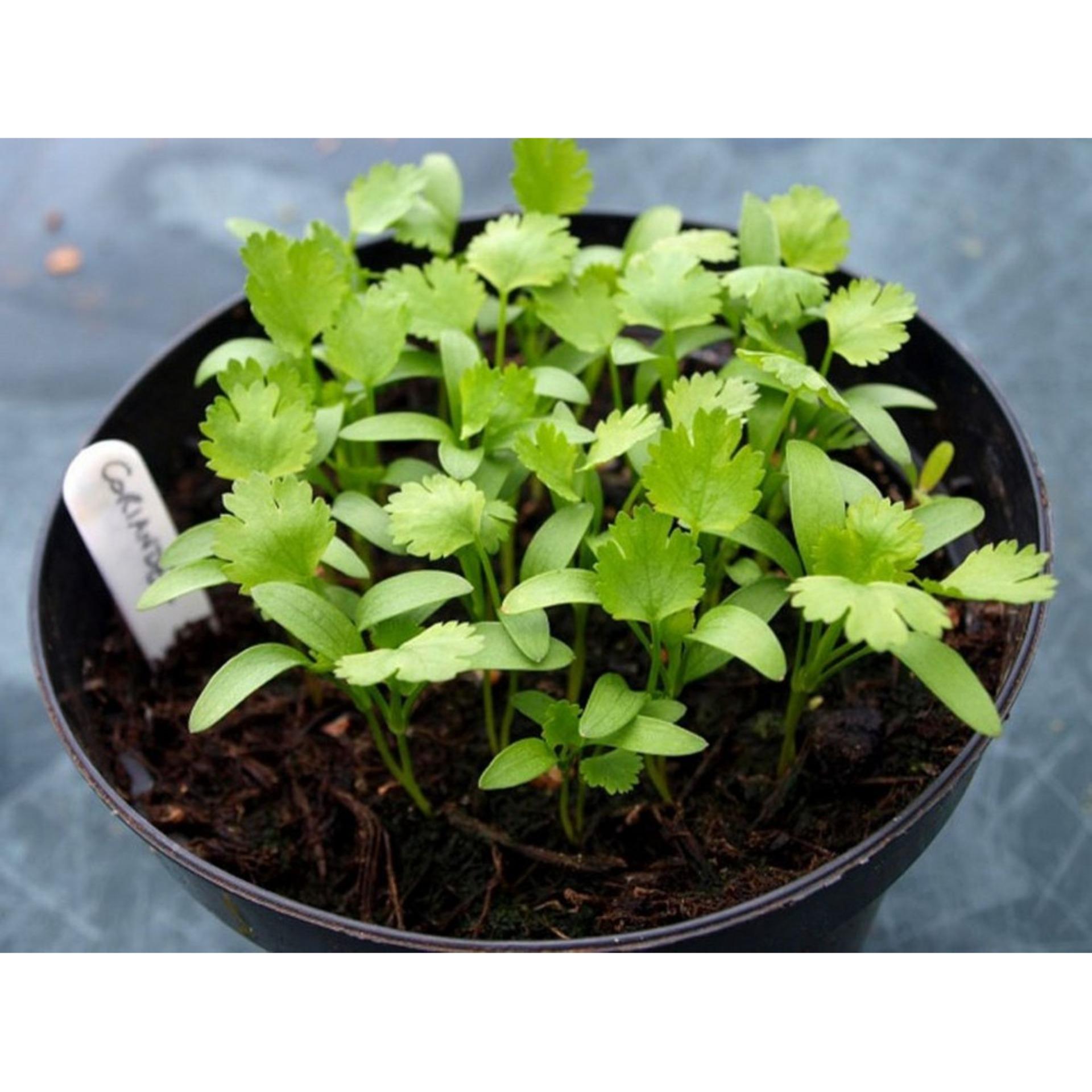 20g Hạt giống Ngò rí (rau mùi)