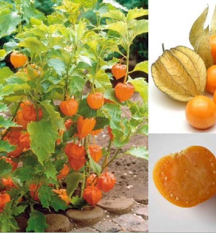 "Gói 50 Hạt " Hạt Giống Cây Thù Lù Nam Mỹ( Cây anh đào đất )