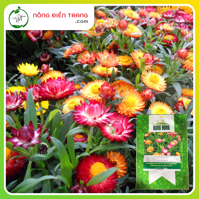 Hạt giống hoa cúc bất tử mix nhiều màu - gói 0.03g - hoa nhiều đẹp lâu tàn