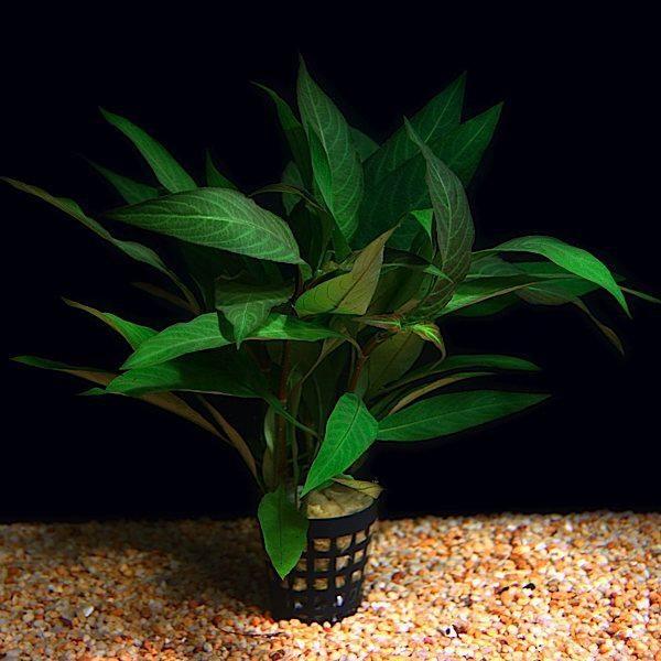 Aquarium Plants (5 Plants)