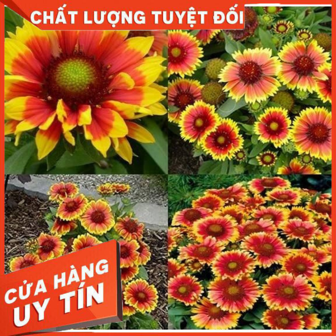 50H - HẠT GIỐNG HOA CÚC CÔNG CHÚA MIX