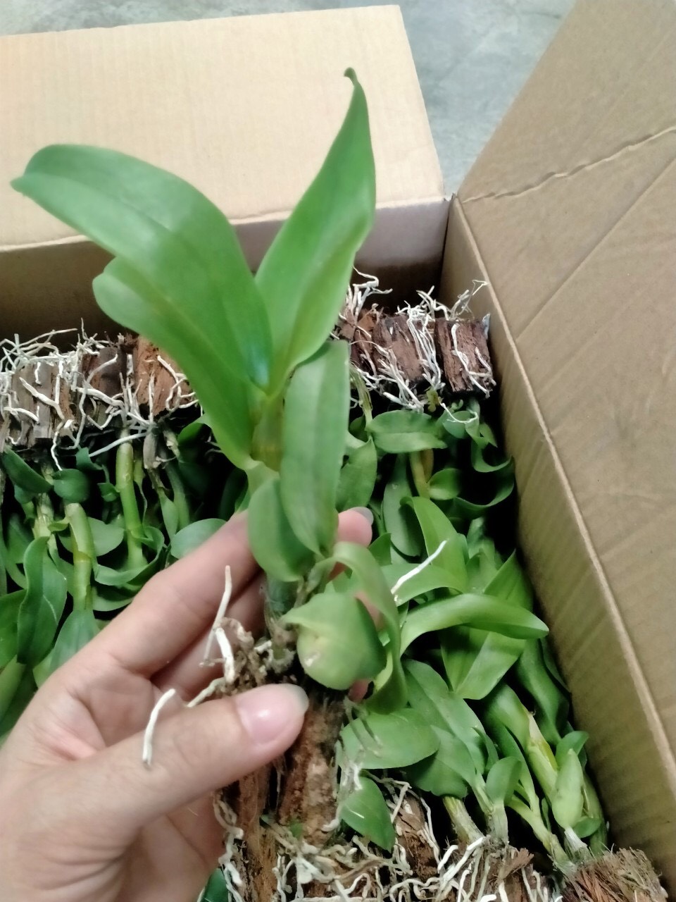 3 cánh hoa Vàng 3 cánh hoa Cam - cây giống(cao 7-12cm)