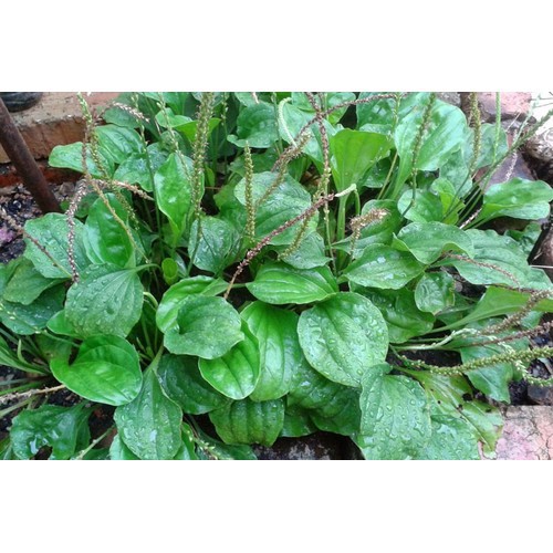 Hạt Rau Mã Đề - Gói 2 Gram