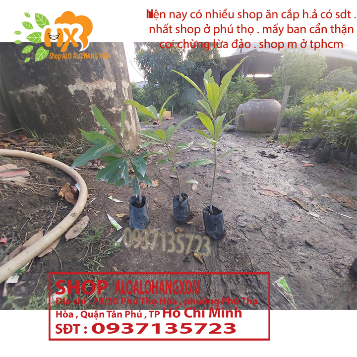 combo 5 cây lộc vừng màu đỏ --cây giống