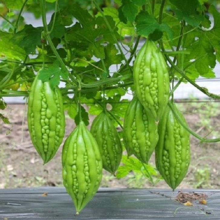 Hạt giống khổ qua mỡ ta ( mướp đắng )-gói 10 hạt