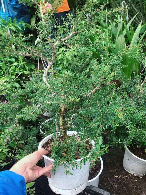 Linh Sam Lớn+2 linh sam nhỏ