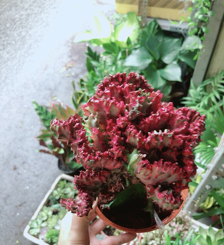 [HCM]Xương Rồng Vạn Lý