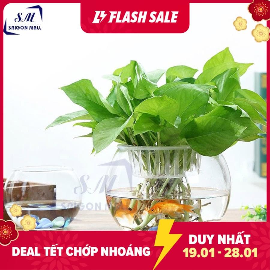 [HCM]Chậu trồng cây thủy canh chậu thủy tinh lớn hồ nuôi cá bể Cá D17 X H13 CM T11 Thủy Tinh Hồ Cá Chậu Câu thủy tinh TẶNG KÈM SỎI