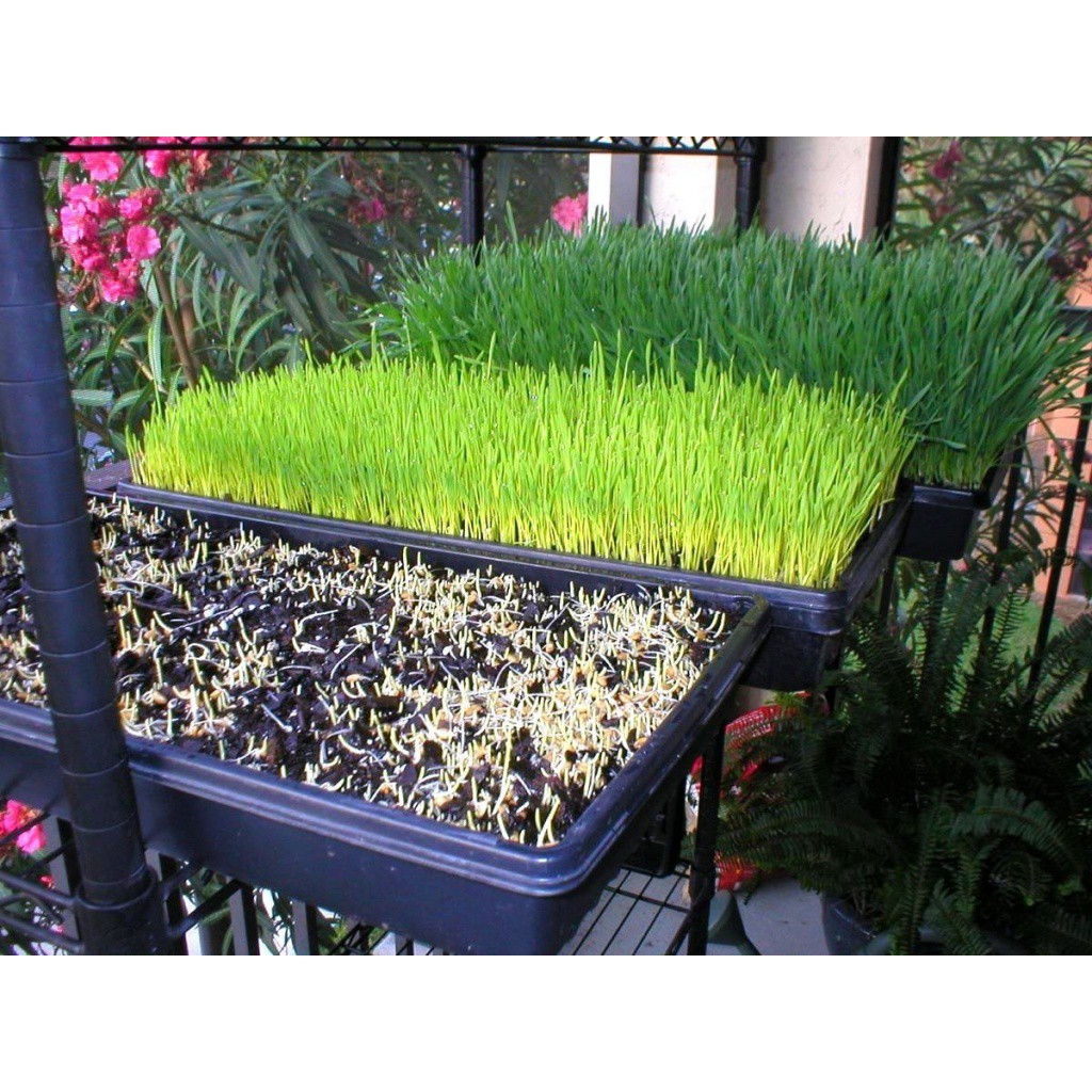 Hạt Giống Cỏ Lúa Mì (Mầm Lúa Mạch) Dễ Trông, Thơm Ngon Gói 100gr