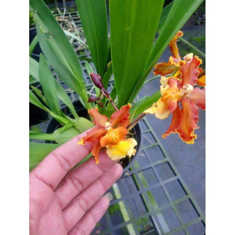 [FREESHIP - Xả Khô Máu] hoa phong lan vũ nữ cam lửa [ TẶNG 02 Cây QUẾ giống]