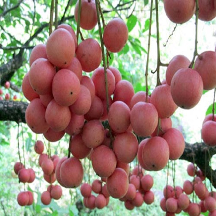 CÂY GIỐNG DÂU DA ĐẤT SIÊU QUẢ SIÊU NĂNG SUẤT