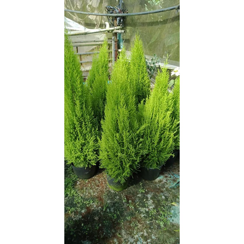 Cây tùng thơm + trang trí noel cao 80-90 cm (ảnh thật số 2)
