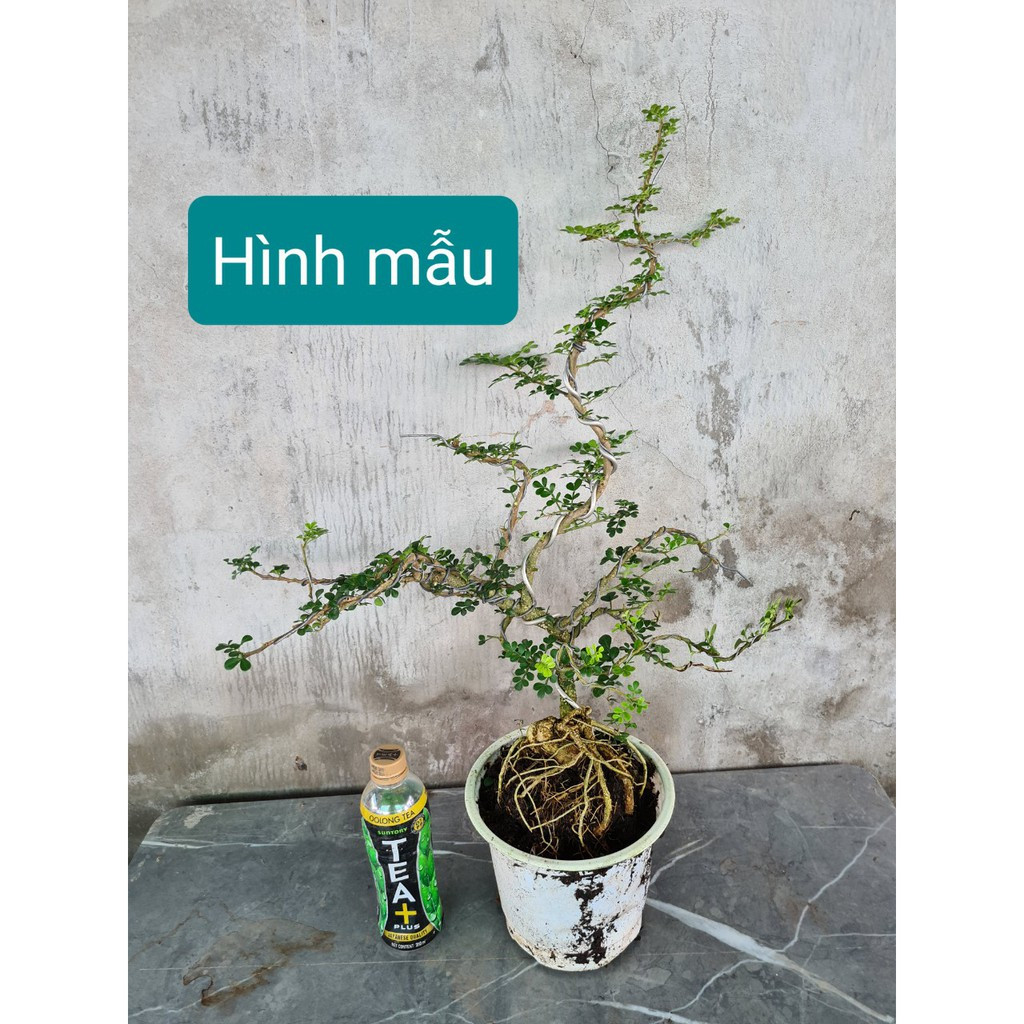 Cây giống Cần thăng bonsai cao 45cm - 50cm - CayGiongTot