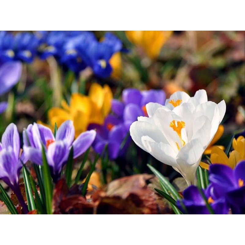 1 Củ hoa nghệ tây  saffron